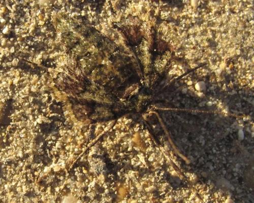 Réf. 223 564 : Agriopis marginaria